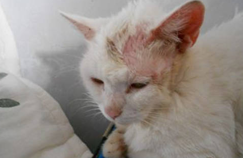 猫一块一块掉毛怎么办？猫猫一块一块地掉毛？