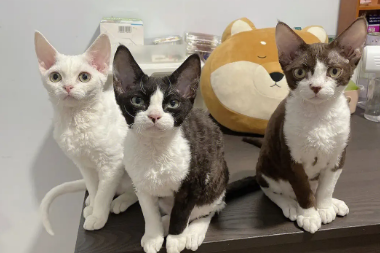 北京德文猫舍哪家好