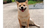 柴犬都打什么疫苗?柴犬断奶之后就可以打第一针疫苗了?