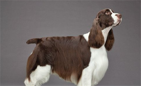 史宾格犬吃什么好? 史宾格犬吃什么好?
