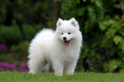 萨摩耶成年犬怎么训练 萨摩耶成年犬怎么训练