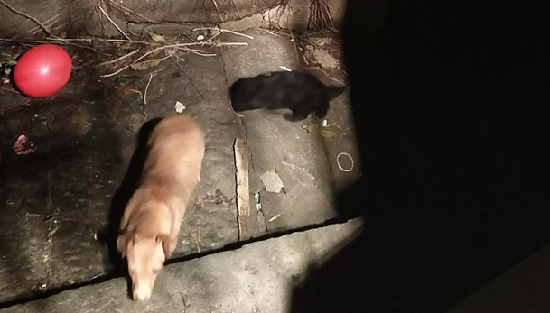 半夜起床听见凄惨的叫声,男子心生怜悯寻找踪迹,是走丢了吗? 半夜起床听见凄惨的叫声,男子心生怜悯寻找踪迹,是走丢了吗?