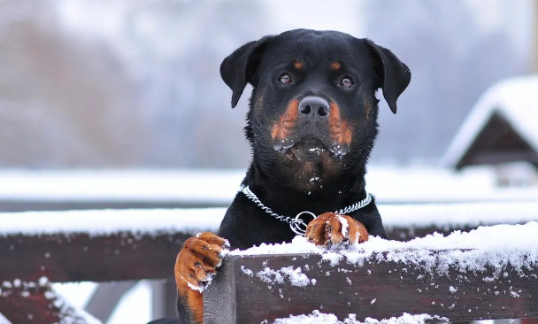 罗威纳犬的来历和FCI标准？