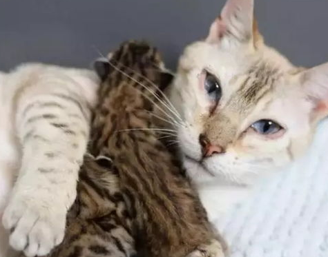 怀孕的母猫有耳螨怎么办?