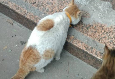 猫咪流浪记—亲爱的主人,请别牵挂我 猫咪流浪记—亲爱的主人,请别牵挂我