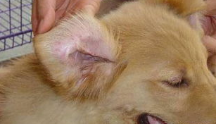 了解犬瘟热后，你就知道它有多危险了！