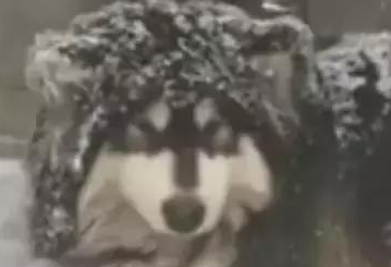 主人狠心把狗狗赶到雪地里睡觉,路人看见后却拍手叫好! 主人狠心把狗狗赶到雪地里睡觉,路人看见后却拍手叫好!