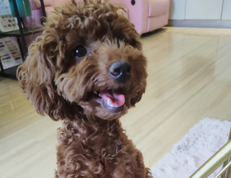 泰迪狗狗剃毛多久能长出来 泰迪狗狗剃毛多久能长出来