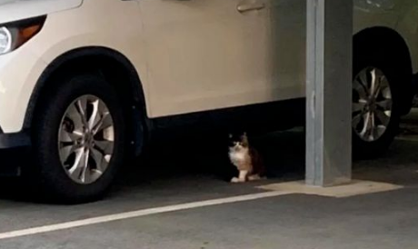 流浪猫不让小哥上车，不让任何人靠近，竟为干这事！网友：为母则刚！