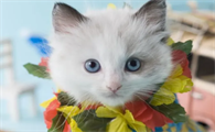 怎么看出猫咪的年龄多大