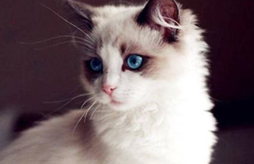 布偶猫爪子颜色,布偶猫爪子什么颜色最好? 布偶猫爪子颜色,布偶猫爪子什么颜色最好?