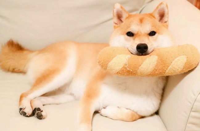柴犬拉不动,柴犬拉不动的原因? 柴犬拉不动,柴犬拉不动的原因?