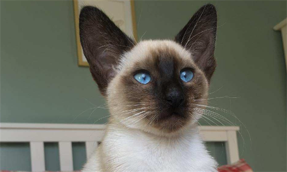暹罗猫一天吃多少猫粮？喂食猫粮还需要注意哪些情况
