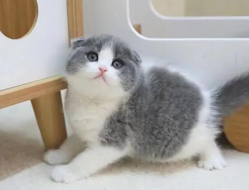 正规猫舍一只猫多少钱 正规猫舍一只猫多少钱
