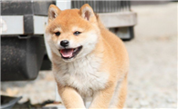柴犬屁股掉毛严重,有哪些原因导致柴犬屁股掉毛严重?
