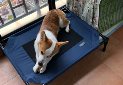 翠恩宠物用品地址 翠恩宠物用品地址
