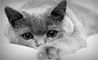猫咪为什么会在猫砂盆睡觉的原因