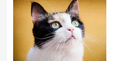 猫咪拉不出屎?一直蹲着怎么办? 猫咪拉不出屎?一直蹲着怎么办?