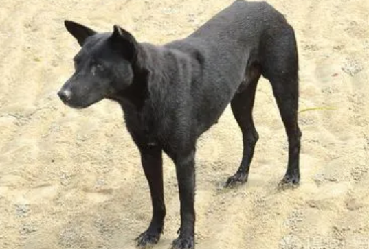 五黑犬成年后什么样子 五黑犬成年后什么样子