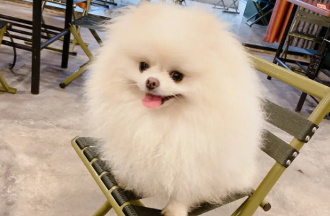 抓狗陷阱怎么做 抓狗陷阱怎么做