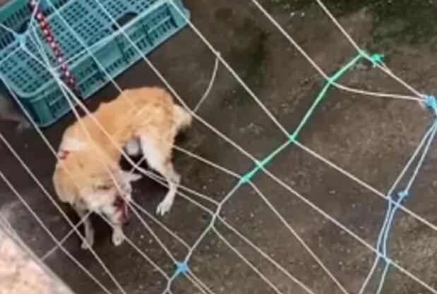 柴犬被打死过程