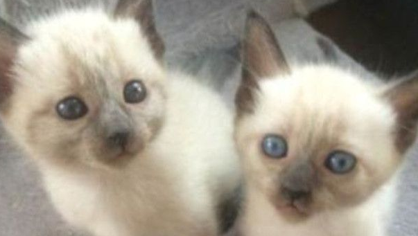 小布偶猫拉肚子怎么办?解决布偶猫拉肚子的方法很简单 小布偶猫拉肚子怎么办?解决布偶猫拉肚子的方法很简单