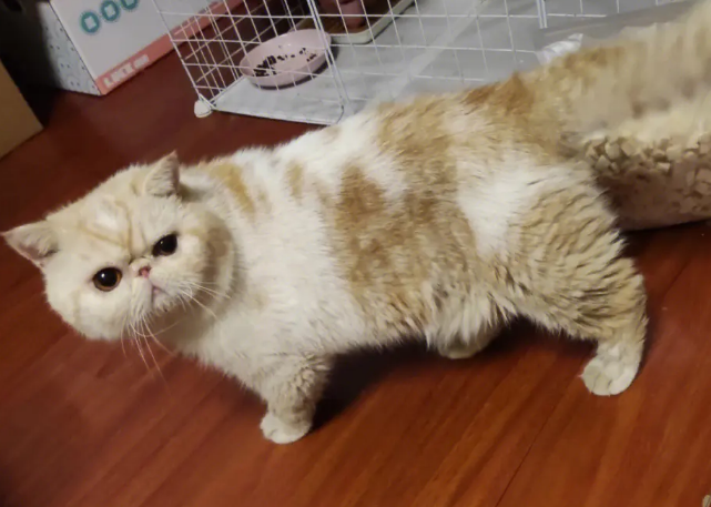 夏天加菲猫掉毛严重怎么办啊