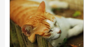 猫咪拉屎有点稀怎么办?猫咪拉屎有点儿稀? 猫咪拉屎有点稀怎么办?猫咪拉屎有点儿稀?