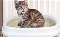 猫倍思猫砂怎么样