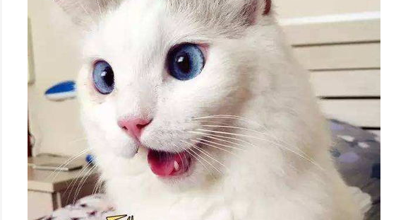 猫尿床屡教不改怎么办?怎样判断猫报复性尿床? 猫尿床屡教不改怎么办?怎样判断猫报复性尿床?