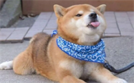 柴犬大便带血,这三件事是引起柴犬大便大血的常见原因?