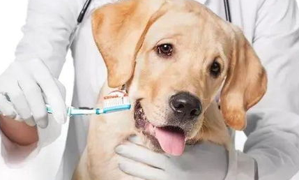 学会这几点,狗狗的健康状况一目了然! 学会这几点,狗狗的健康状况一目了然!