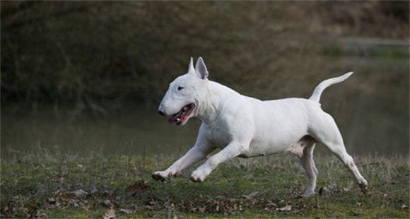牛头梗幼犬吃奶糕吗? 牛头梗幼犬吃奶糕吗?