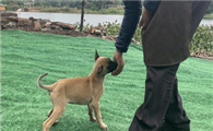 身价70亿的训犬师告知你，狗狗应该这样训练！