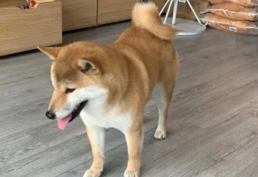 柴犬耳朵大小标准?柴犬的耳朵有哪些特点? 柴犬耳朵大小标准?柴犬的耳朵有哪些特点?
