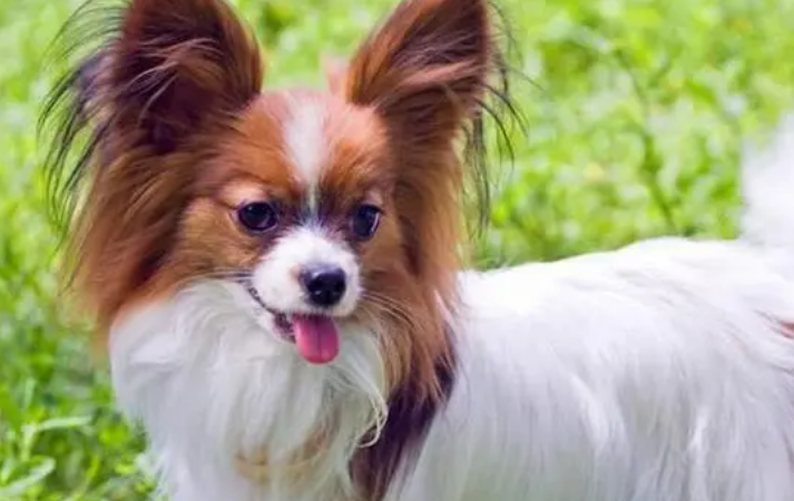 蝴蝶犬的训练方法和疾病征兆？