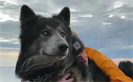 蓝湾牧羊犬智商高吗?