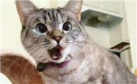 猫咪可以预测地震吗