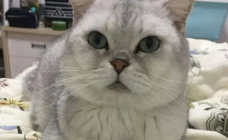 猫吐猫粮糊糊怎么办？怎么治疗？