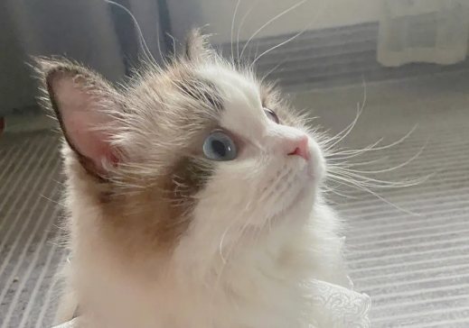 布偶猫长到几个月定型?布偶猫定型居然这么长时间! 布偶猫长到几个月定型?布偶猫定型居然这么长时间!
