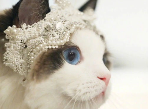 布偶猫吃什么发毛?五大食物帮助布偶猫快速发毛 布偶猫吃什么发毛?五大食物帮助布偶猫快速发毛