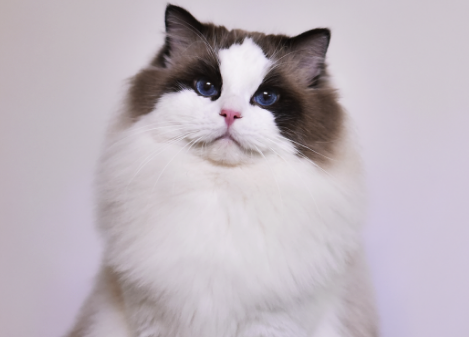 布偶猫屁股很臭怎么回事？布偶猫解决屁股臭的三大方法！
