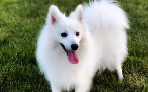 银狐犬怎样喂养？不要在银狐犬吃食时打扰它