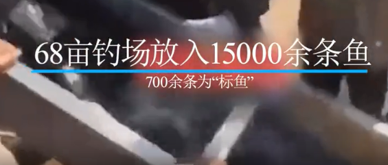 一条鱼可换60万?警方突袭钓场,86人被抓 一条鱼可换60万?警方突袭钓场,86人被抓