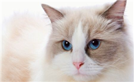 布偶猫总是流泪，布偶猫流眼泪原来这么严重！