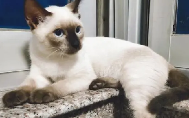 怎么训练暹罗猫与其它宠物和平相处？养暹罗猫要注意问题？