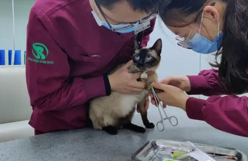 成都最便宜的宠物医院