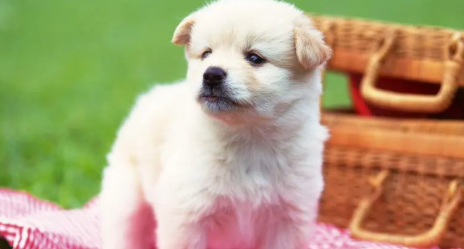 狗为什么舔屁股？狗舔屁股的 3 个原因