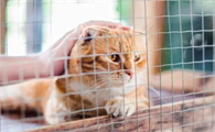 小猫咪白天散养晚上关笼子好吗