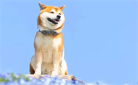 柴犬一天喂几次 给柴犬喂食的时候需要注意什么
